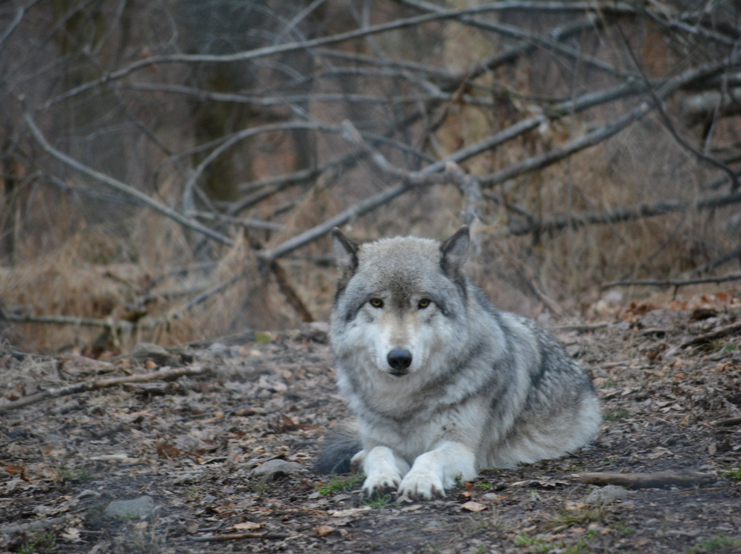 Lakota Wolf Preserve景点图片