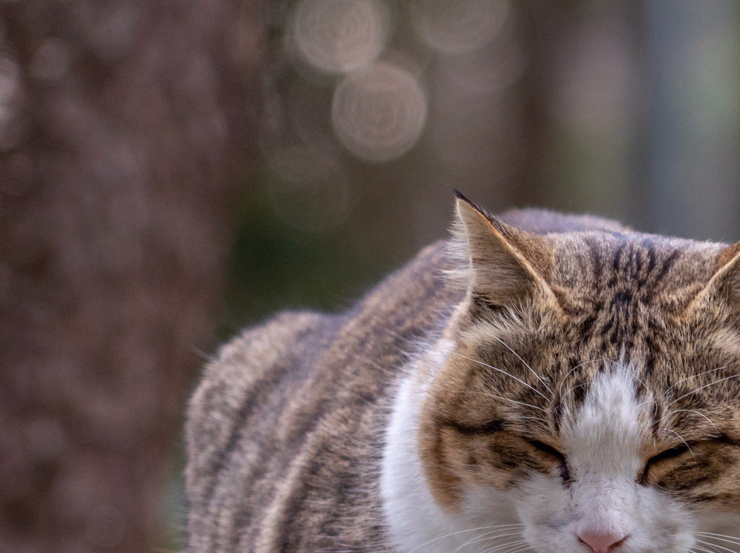 Terushima Shrine-市来串木野市必去景点