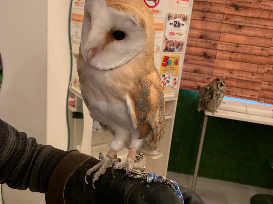 Owl Family Osaka景点图片