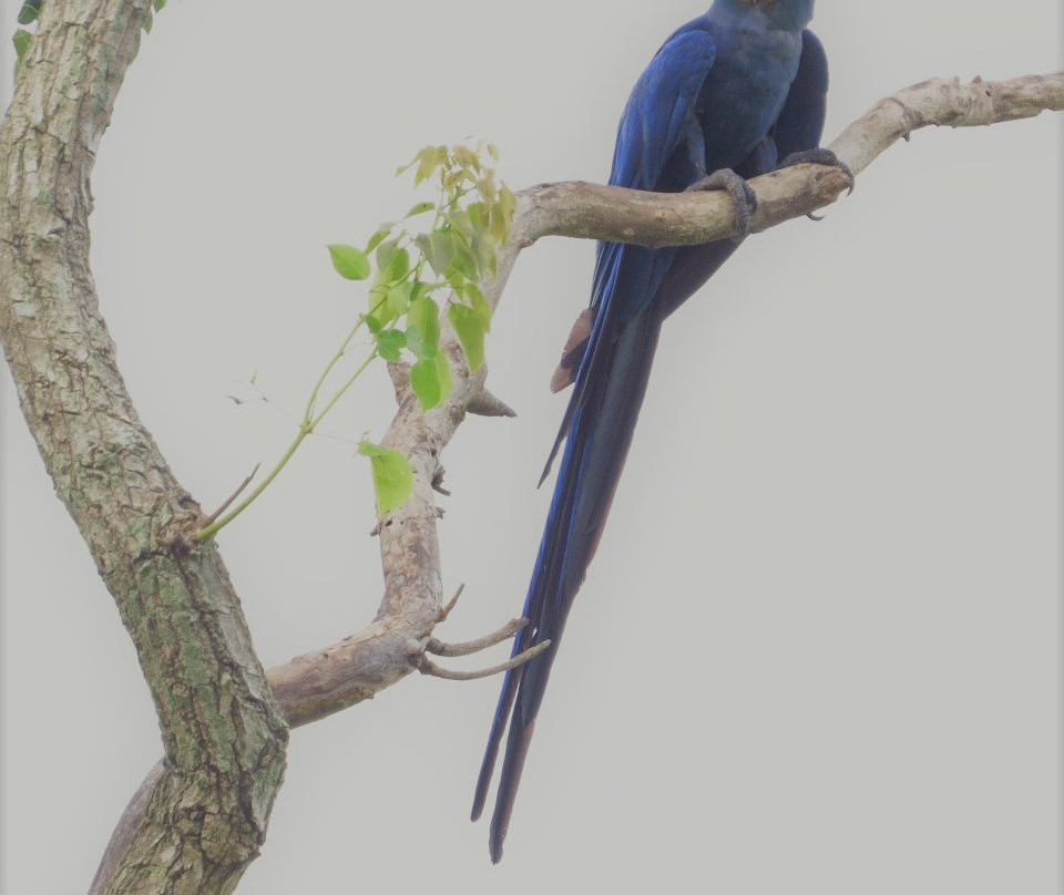 Estrada Parque do Pantanal-科龙巴必去景点