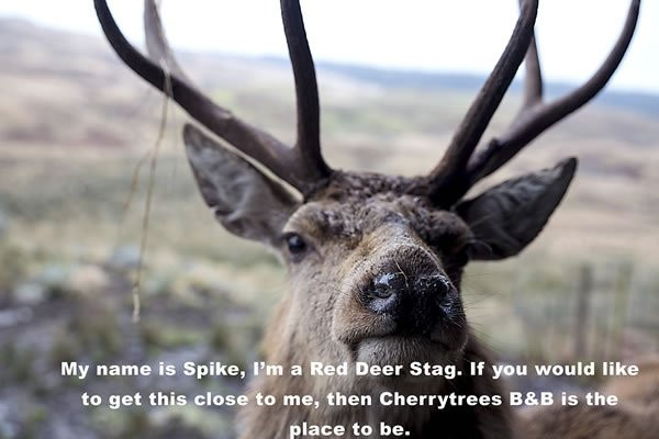 Cherrytrees Bed and Breakfast主图