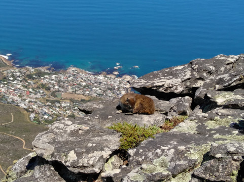OTC Adventures-开普敦中心区必去景点