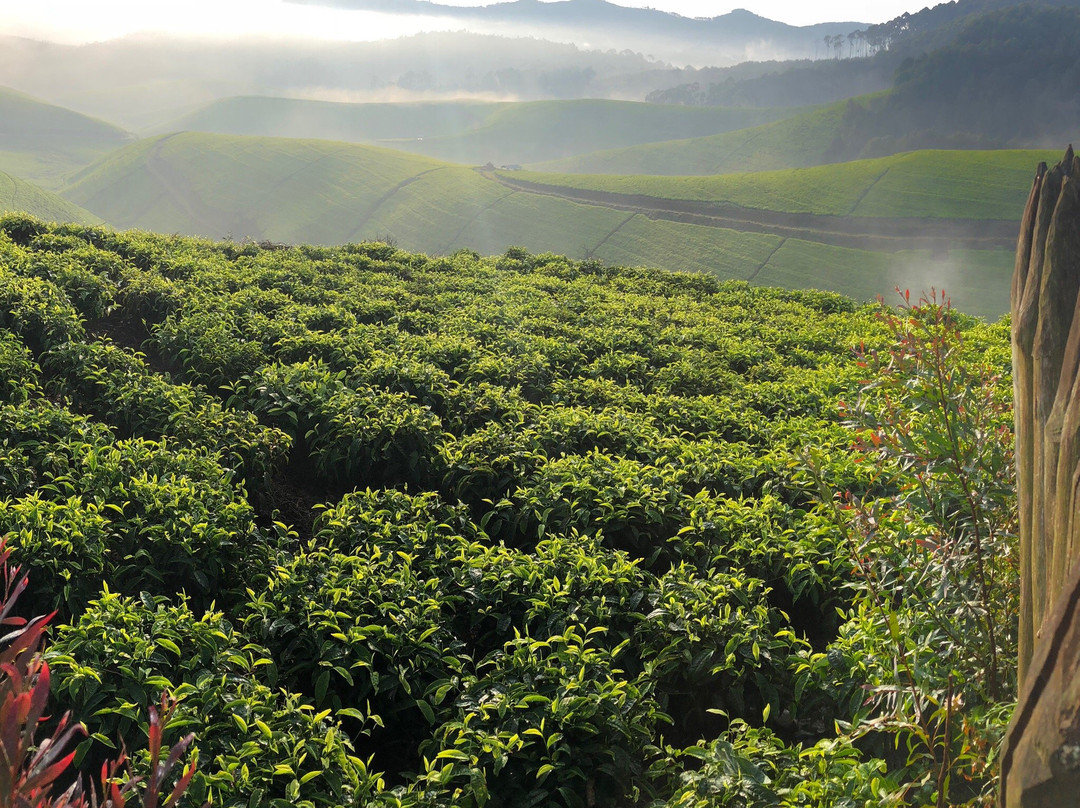 Gisovu Tea Estate景点图片