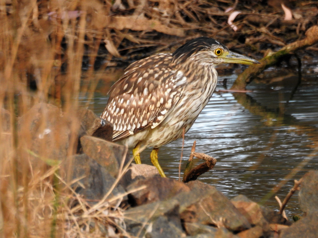 West Wyalong Wetlands-West Wyalong必去景点