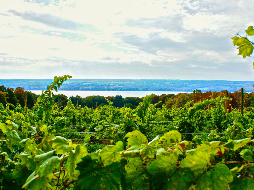 Treleaven Wines-King Ferry必去景点