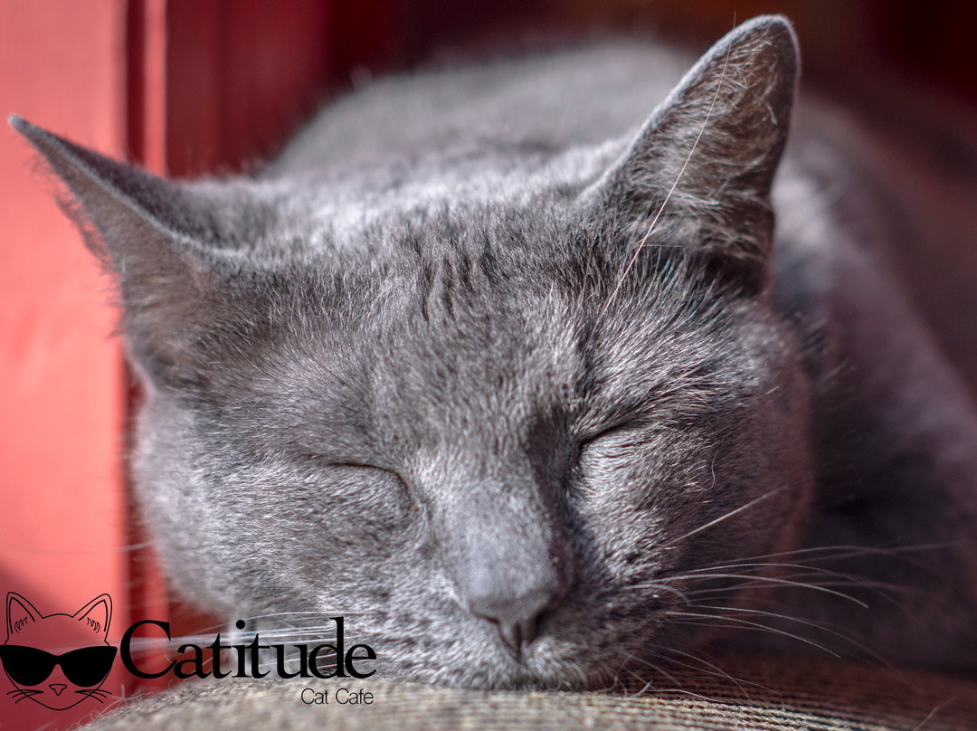 Catitude Cat Cafe-West Columbia必去景点