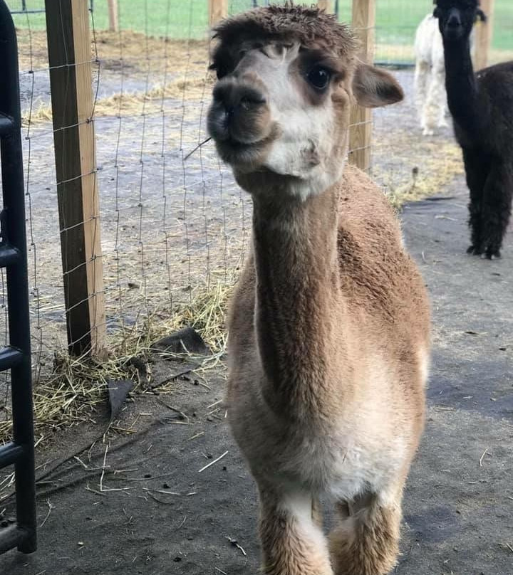 Shaw Farms-纽南必去景点