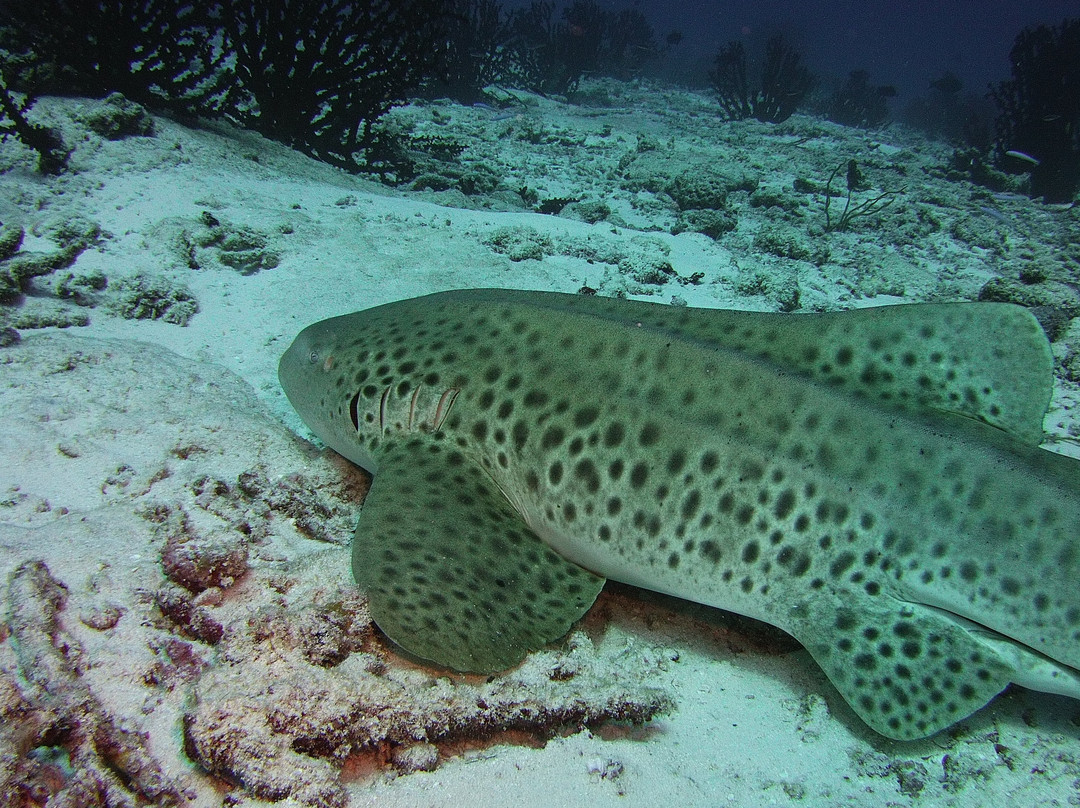 Atoll Scuba-Bodufolhudhoo必去景点