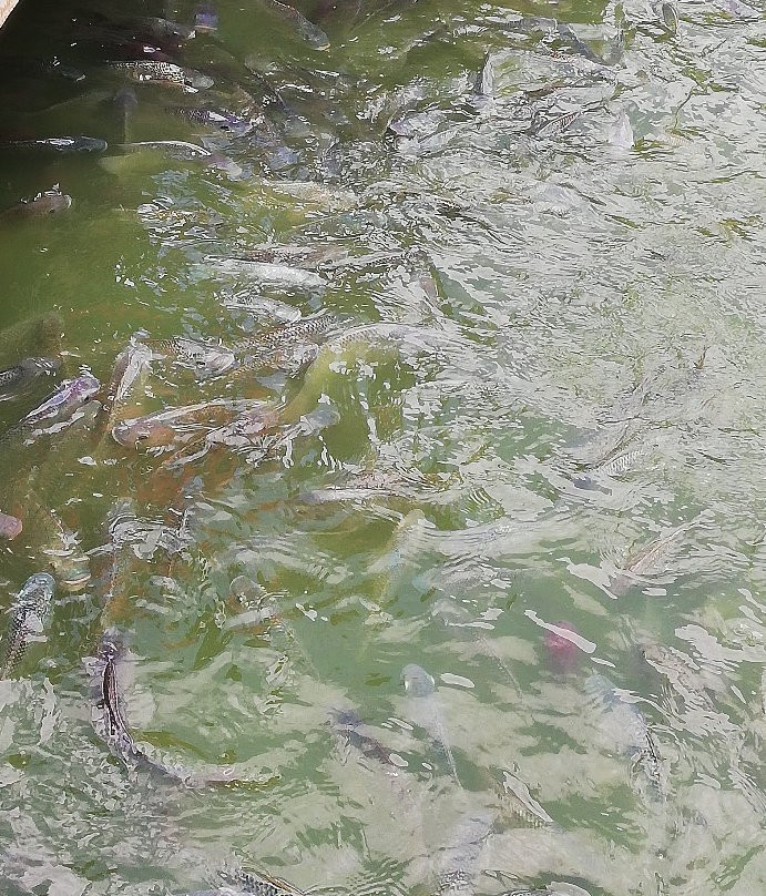 Paseo de Los Lagos-哈拉帕必去景点