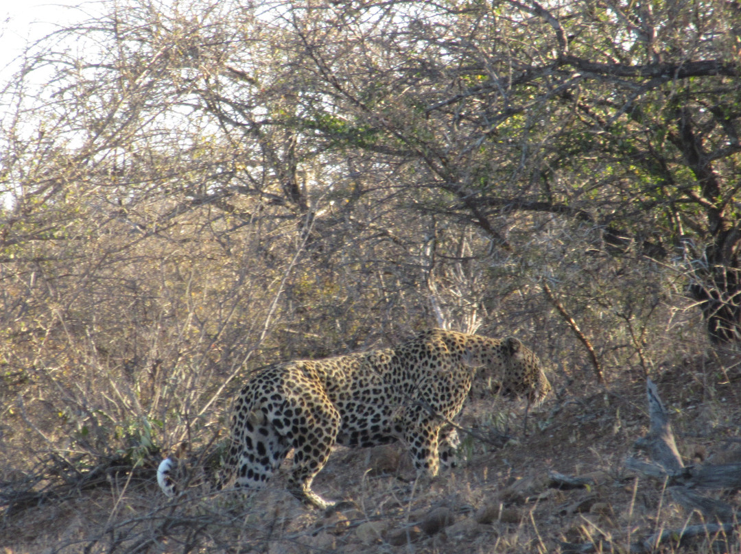 Olifants Wilderness Trail-克鲁格国家公园必去景点