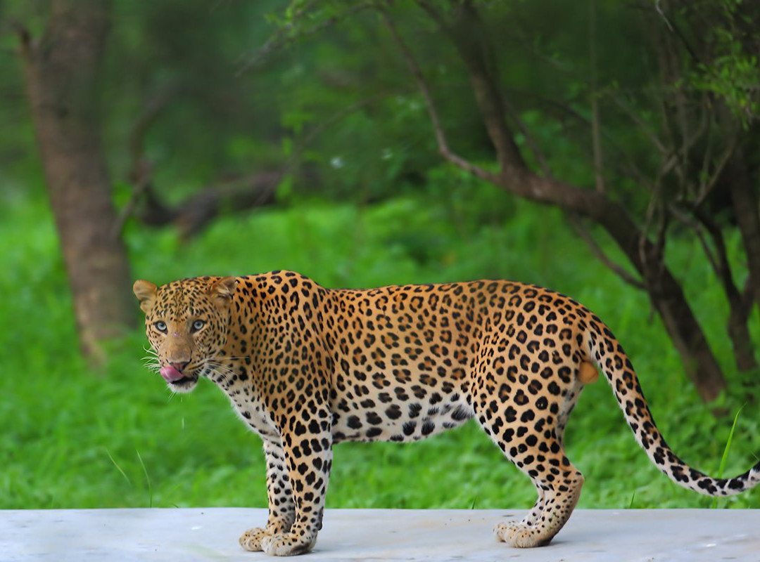 Wild Trail Safari-斋蒲尔必去景点