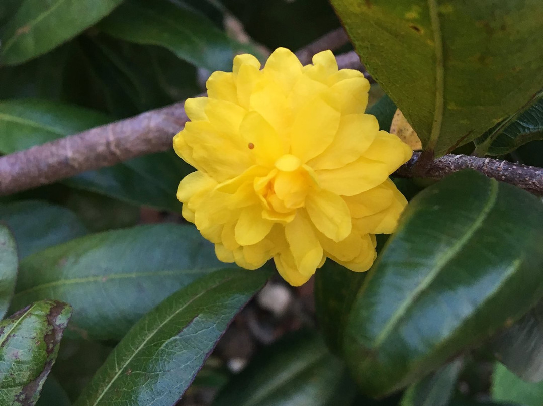 KLB Garden-西连必去景点