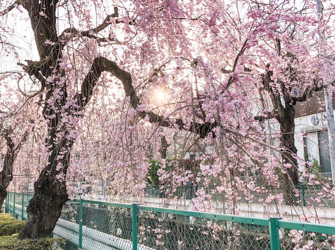 Shidarezakura of Sunagawabori-所泽市必去景点