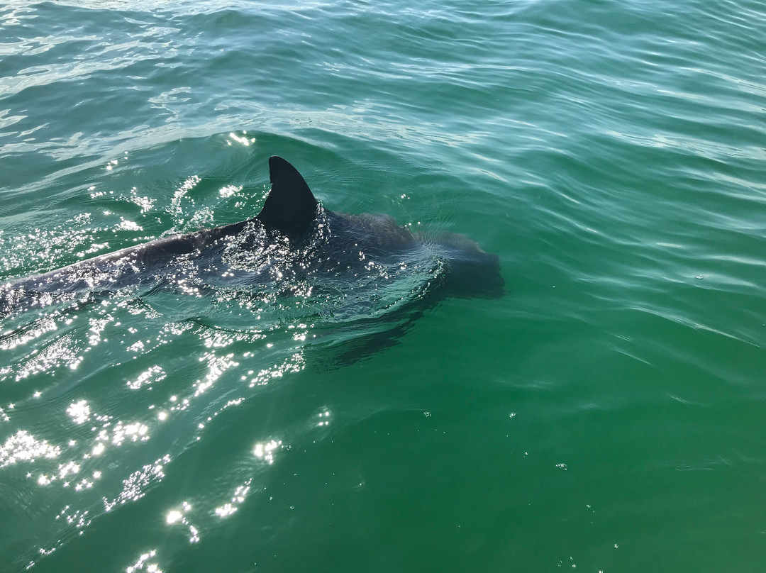 Panama City Dolphin Seafari景点图片