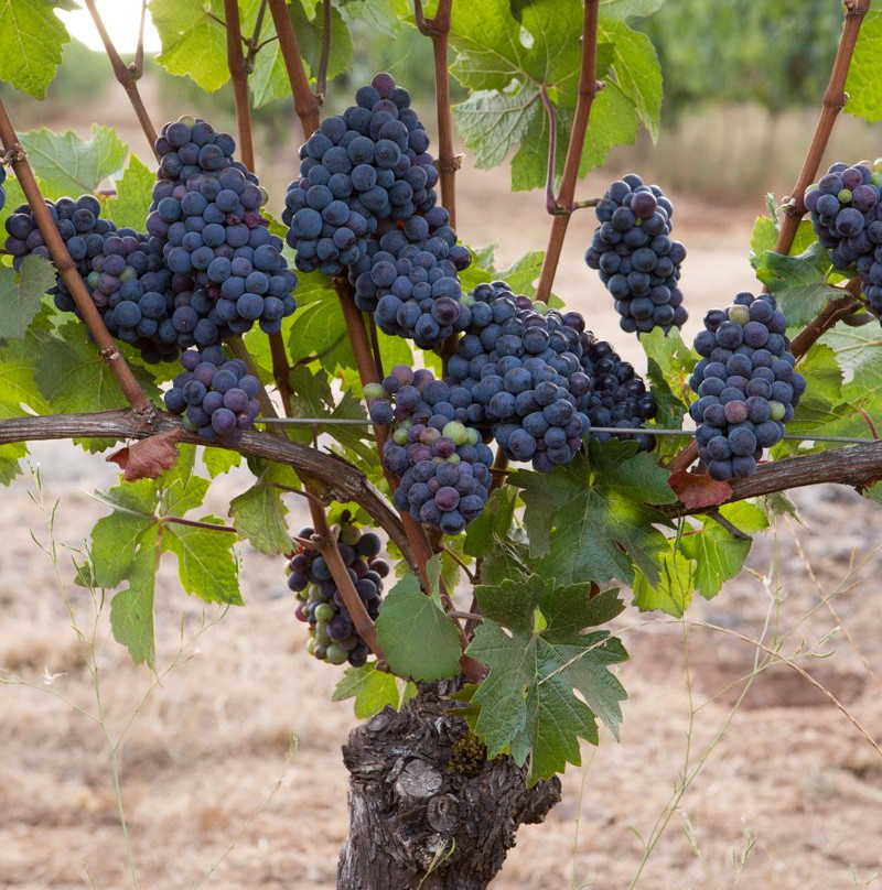 Durant at Red Ridge Farms主图