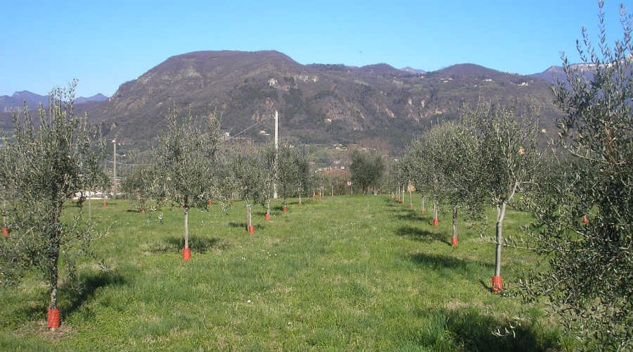 Agriturismo la Scala主图