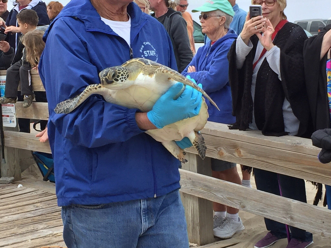 Sea Turtle, Inc.景点图片