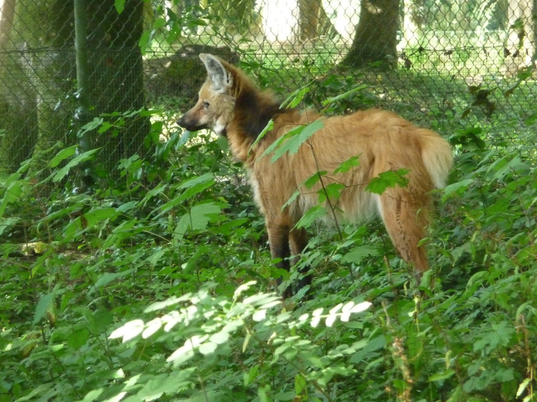 Parc Animalier et Botanique de Branféré景点图片