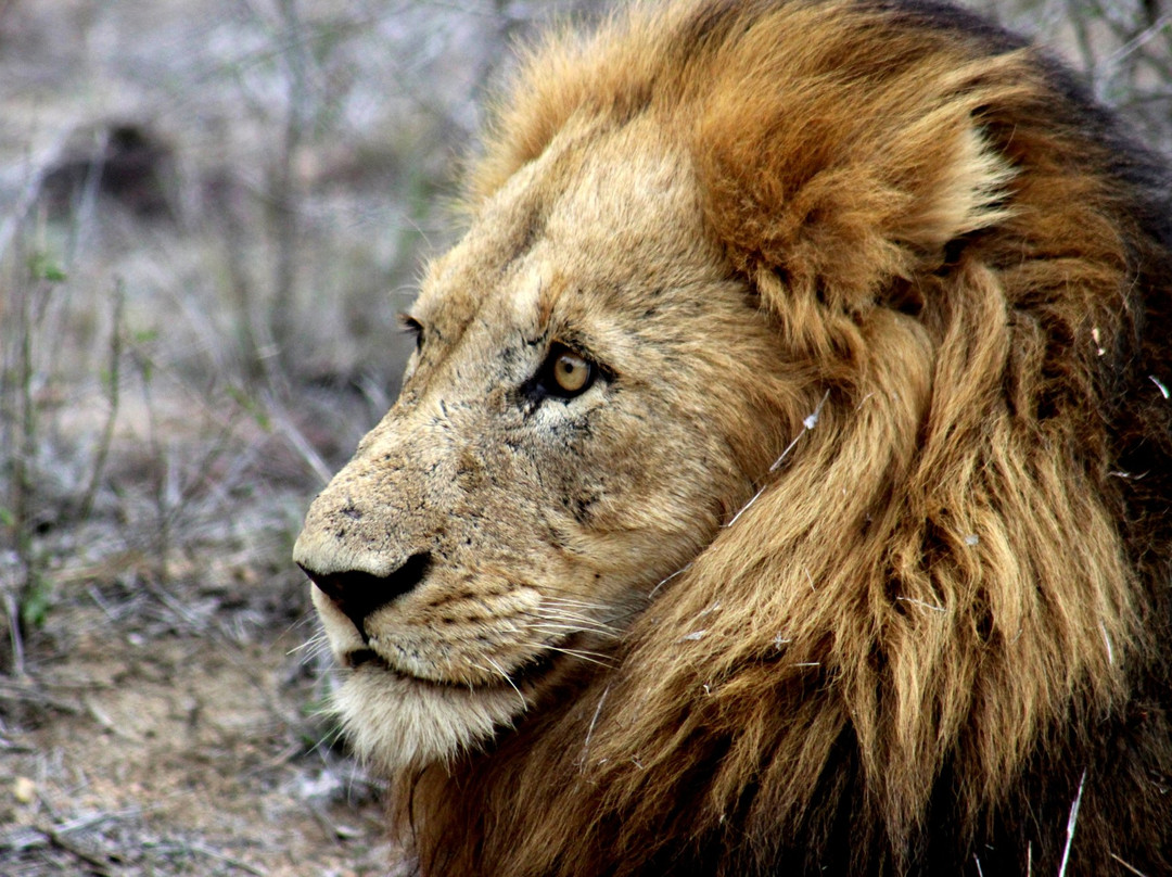 Beach Bush Berg Safaris & Dives景点图片