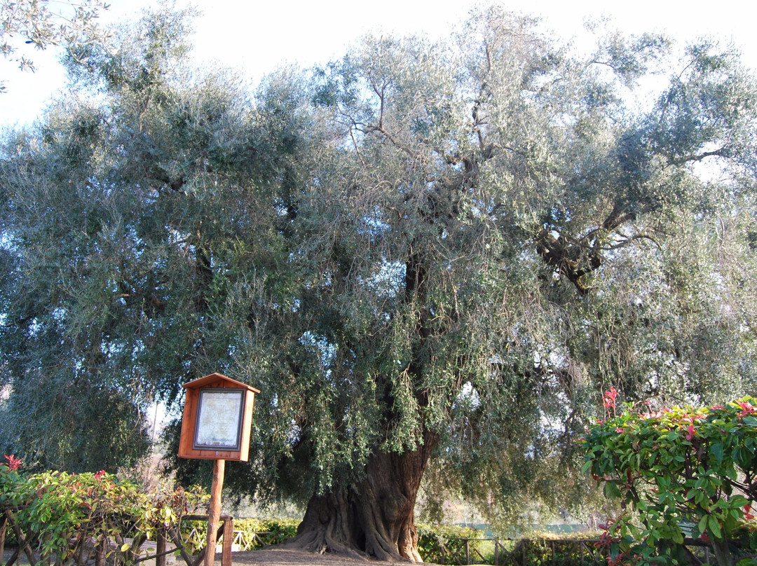 L'Ulivo Piu Antico d'Europa景点图片