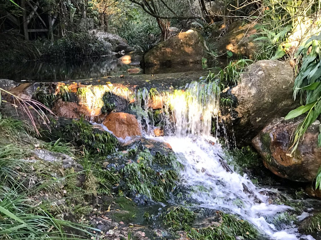 梅州黄蜂窝茶山-兴宁市必去景点