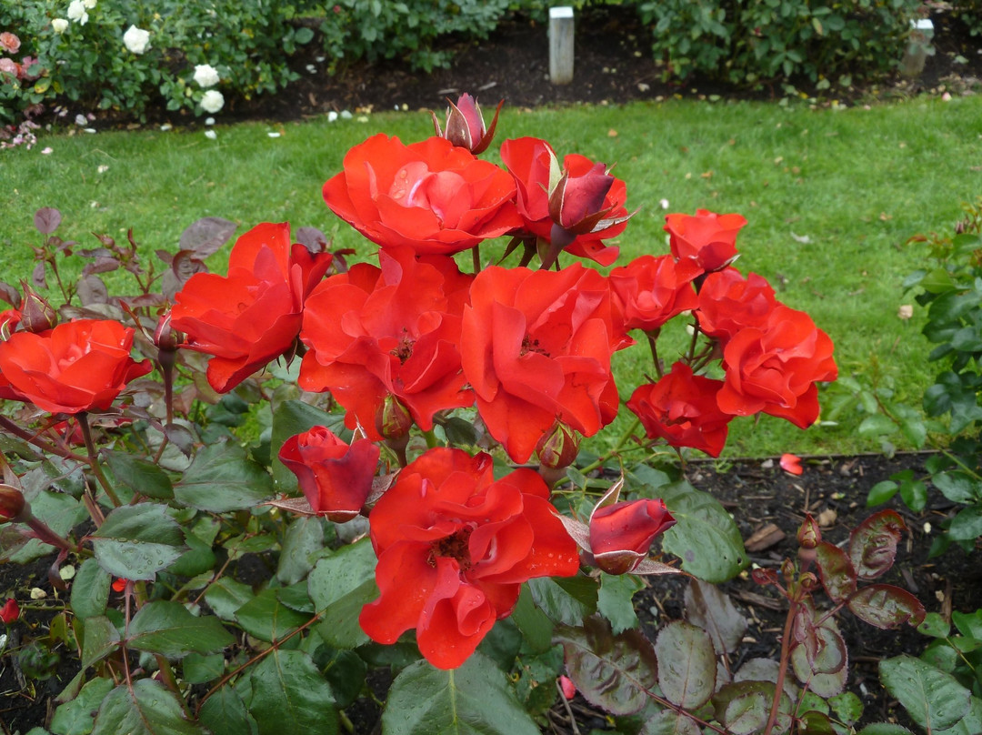 延雪平旅游景点-Rosenlunds Rosarium