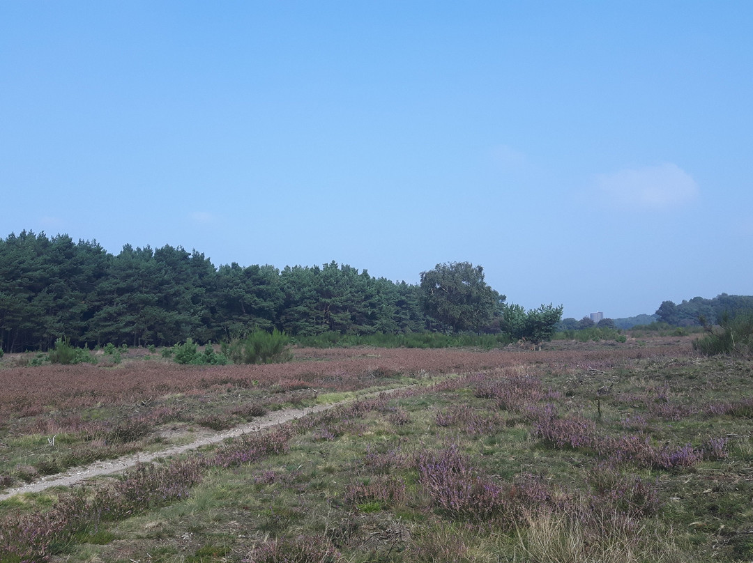 Goois Natuurreservaat景点图片