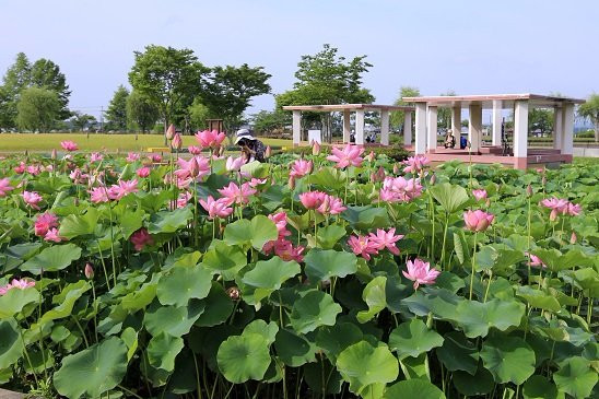 Hiraike Park-加东市必去景点