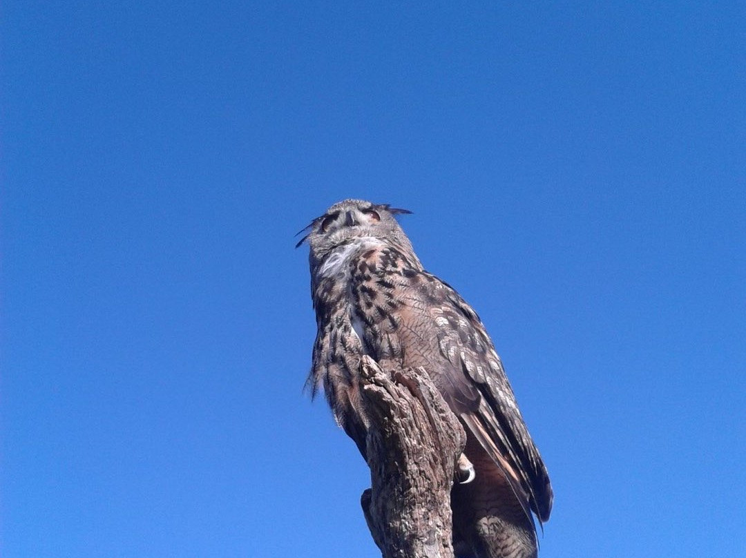 North East Falconry景点图片