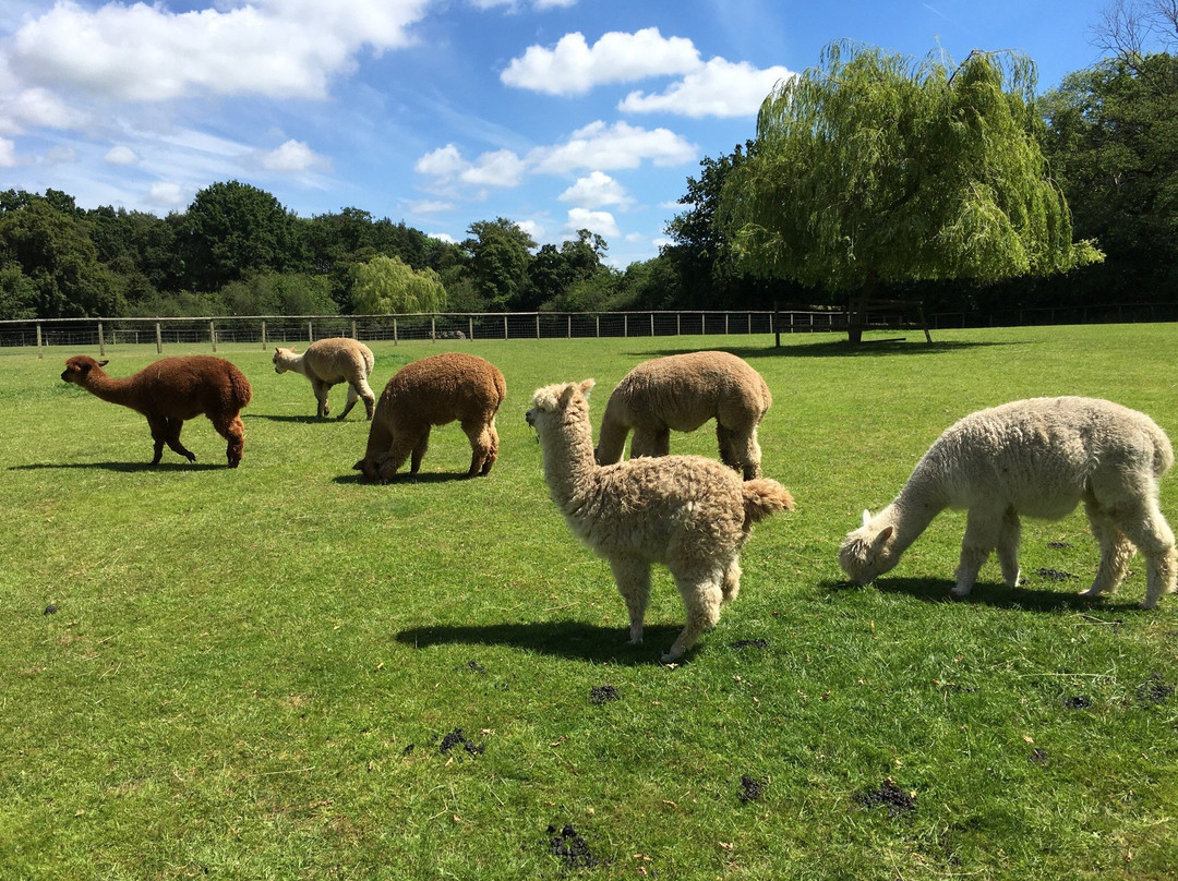 Pennybridge Farm Alpacas景点图片