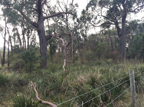 Cheong wildflower Sanctuary-Croydon必去景点