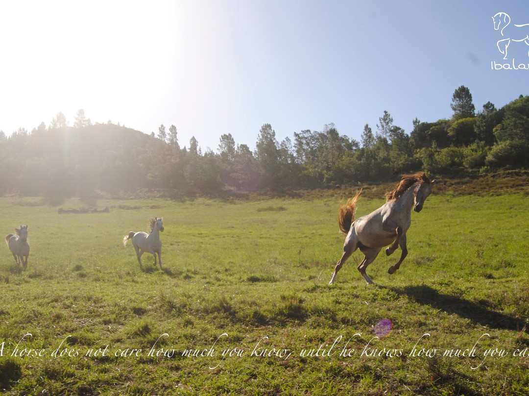 Ibalansi Horse Center景点图片