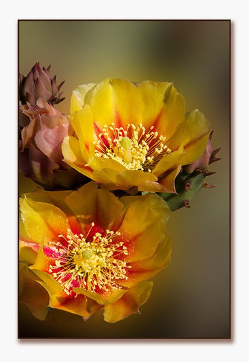 Wild Rose Gallery-Fort Davis必去景点