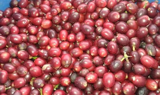 Domaine des Cafeiers-Bois de Nefles必去景点