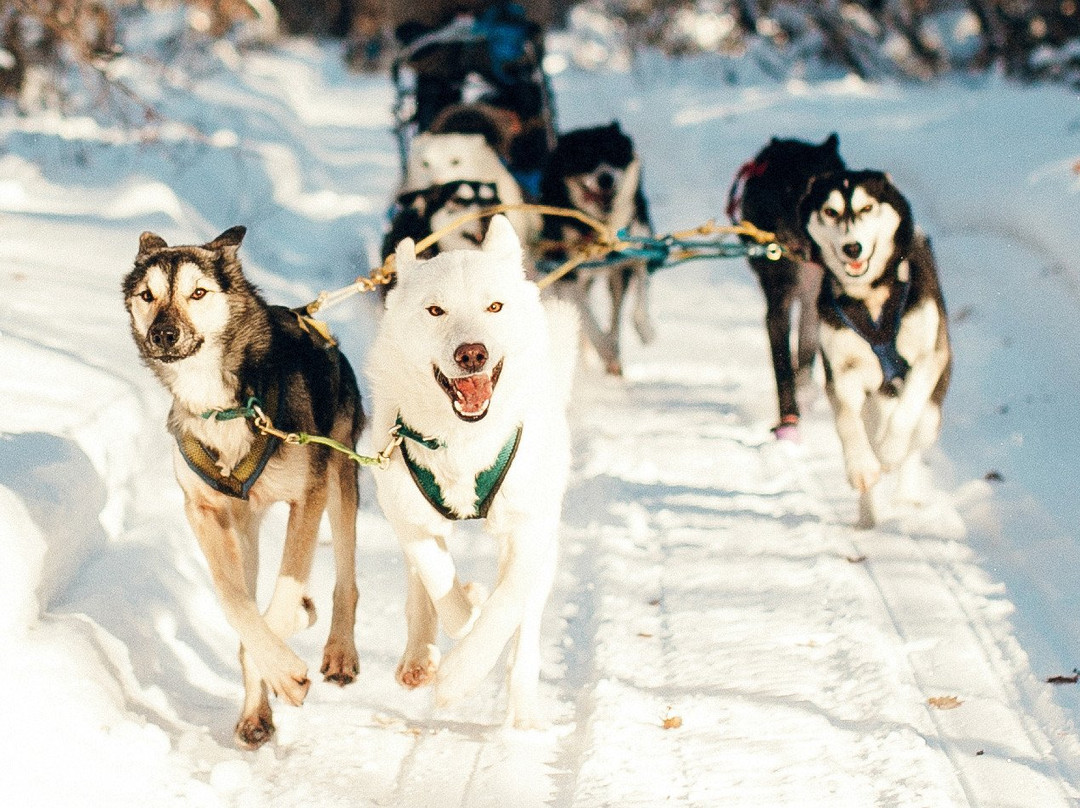 Serebro Severa Sled Dog Village-Tolyatti必去景点