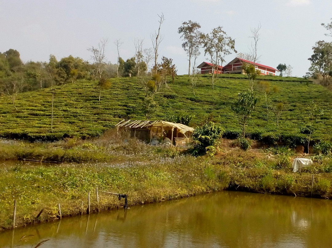 Sohliya Strawberry Farm景点图片