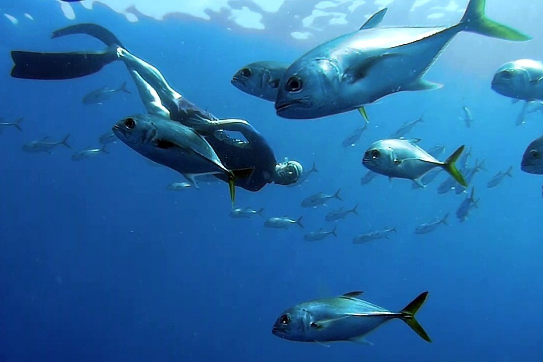 Saba Freediving School-Windwardside必去景点