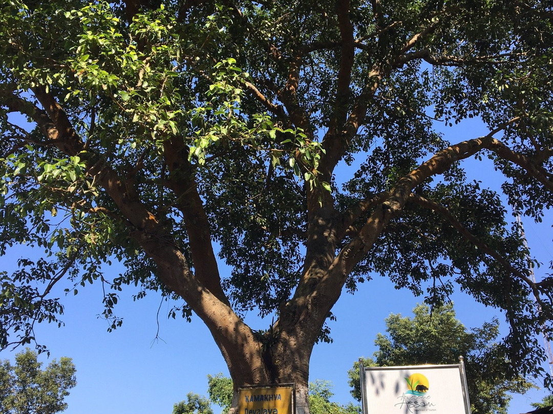 Bhubaneswari Temple景点图片