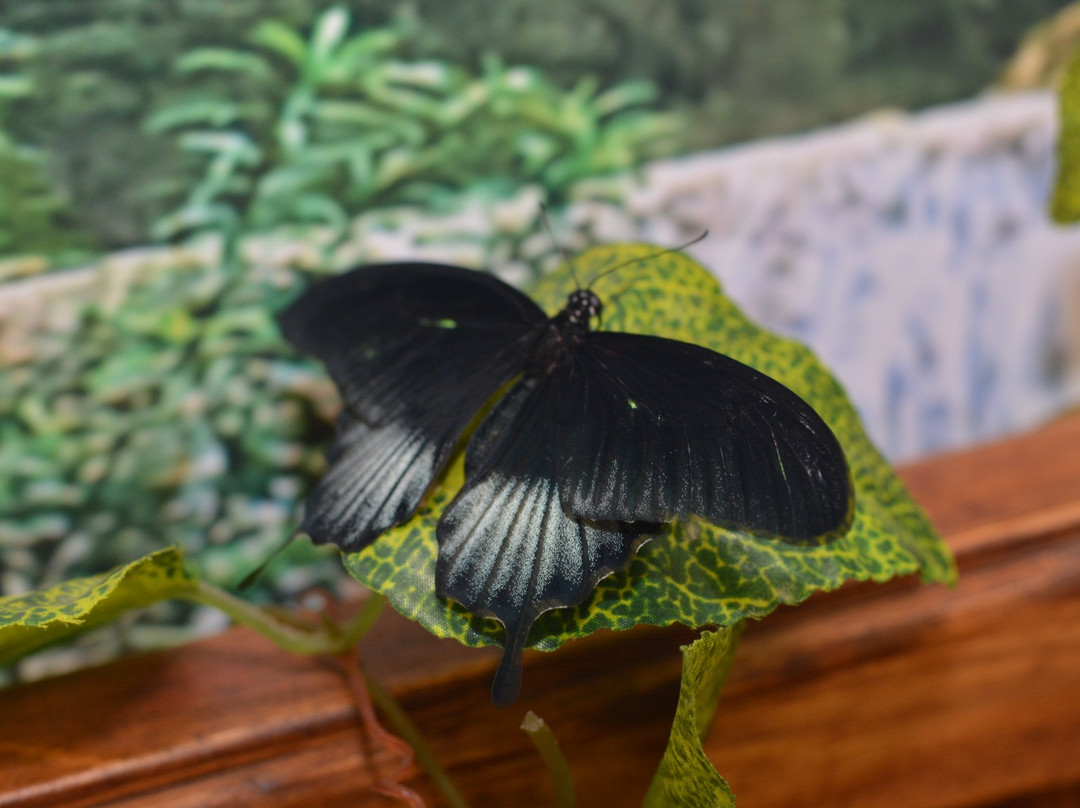 Butterfly House Vostorg-海参崴必去景点