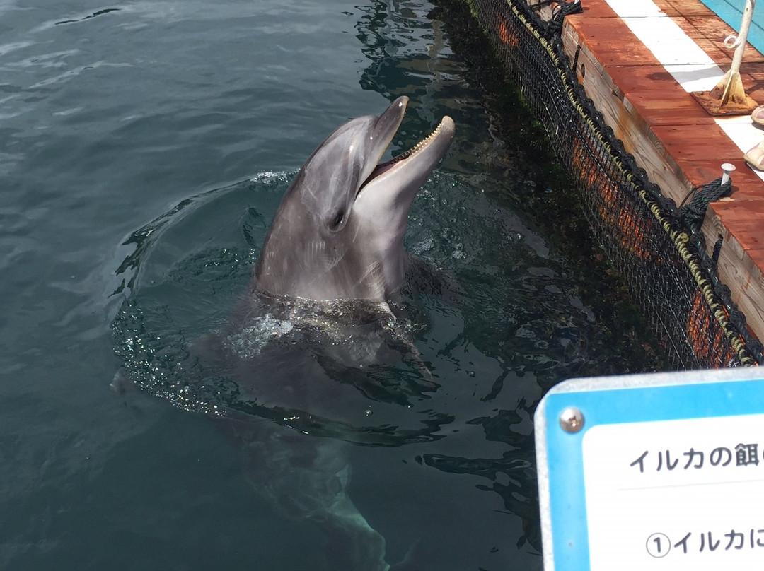 Tsukumi Dolphin Island景点图片