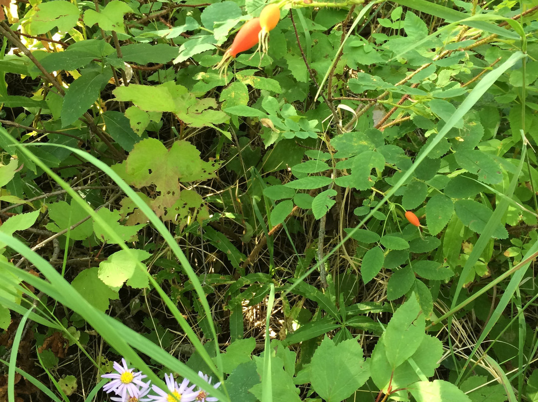 Charlie Lake Provincial Park-Charlie Lake必去景点