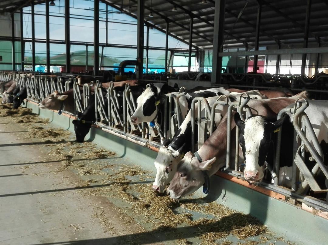 Azienda Agricola Vaka Mora景点图片
