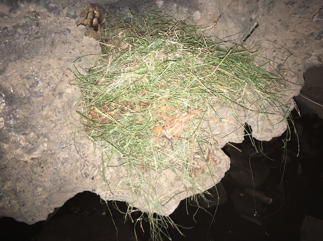 Mammoth Cave-Duck Creek Village必去景点