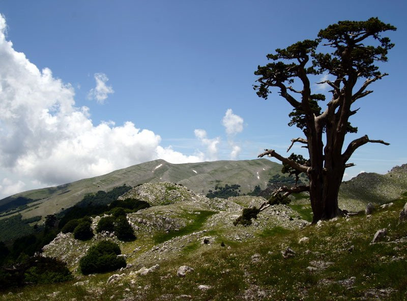 Cozzo del Pellegrino景点图片