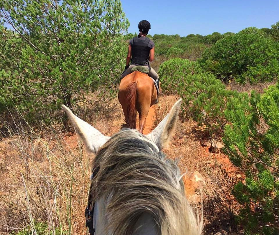 Tiffany's Riding Centre景点图片