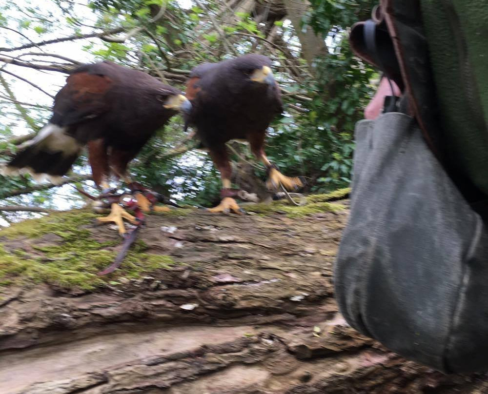 Falconry-Days-皇家利明顿温泉必去景点