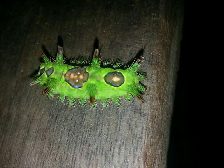 Delimah Guest House主图