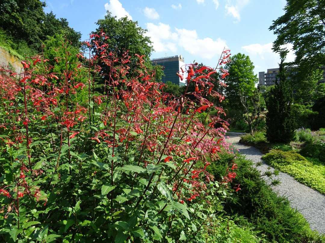 乌特勒支旅游景点-Utrecht University Botanic Gardens