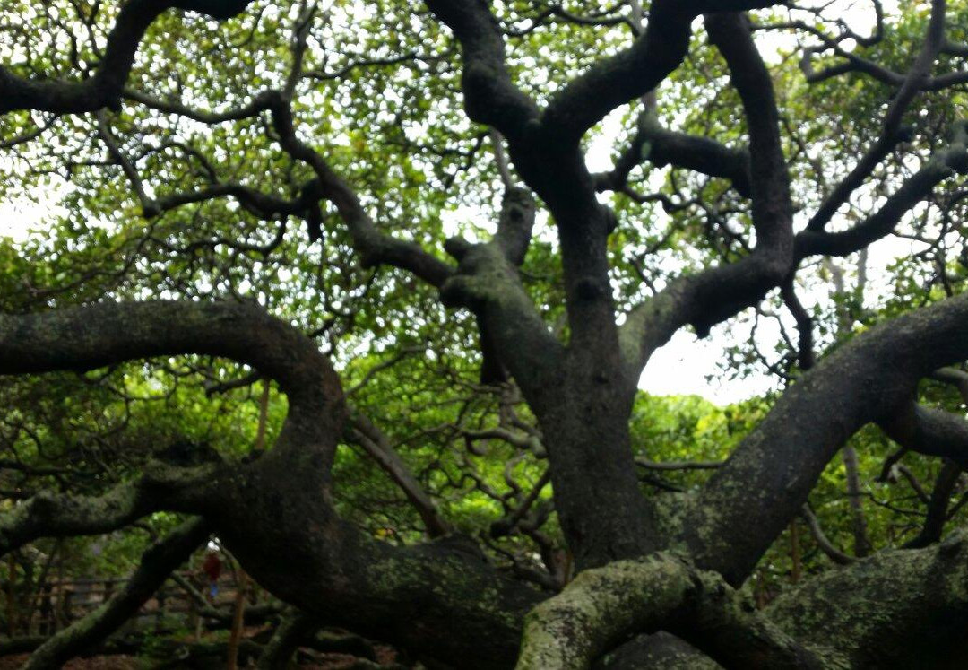 Pirangi do Norte旅游景点-Cajueiro de Pirangi