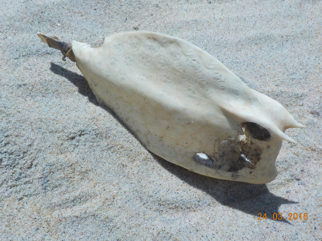 Pontal Do Ipiranga Beach景点图片